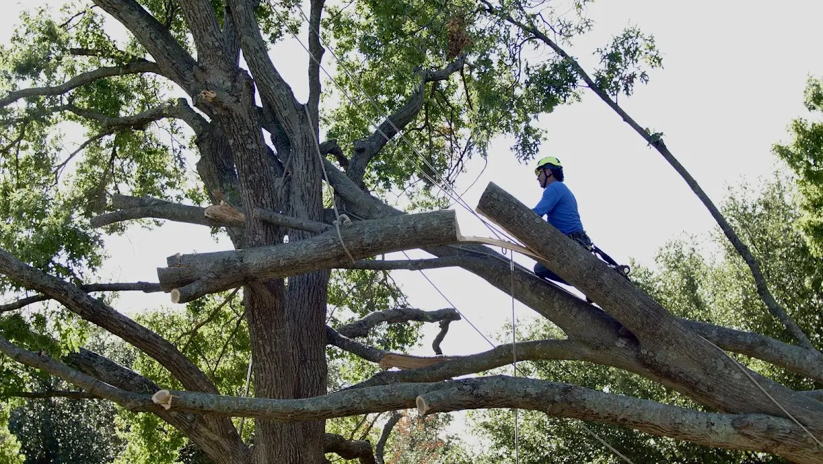 Professional Crown Thinning performed by certified arborists in Weiner